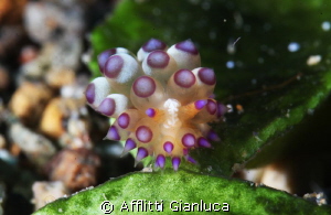 nudibranchia...janolus sp. by Afflitti Gianluca 